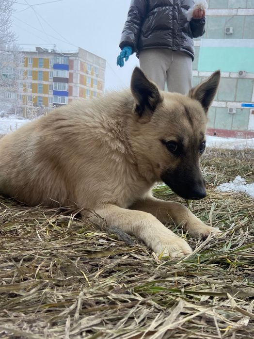 Волчок и Малышка