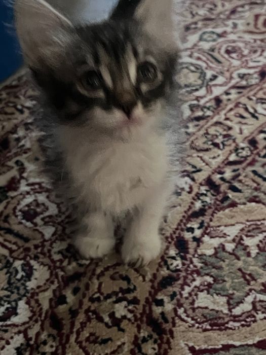 котенок мейн кун метис
