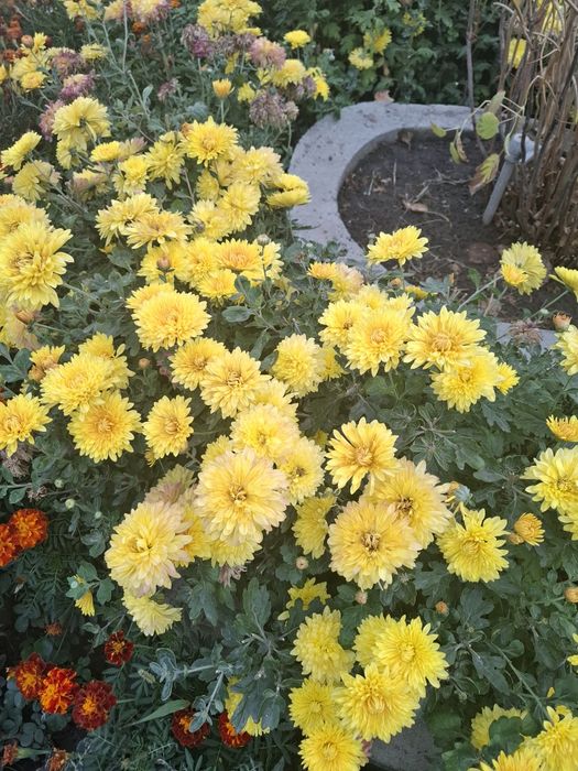 Продаю многолетние цветы