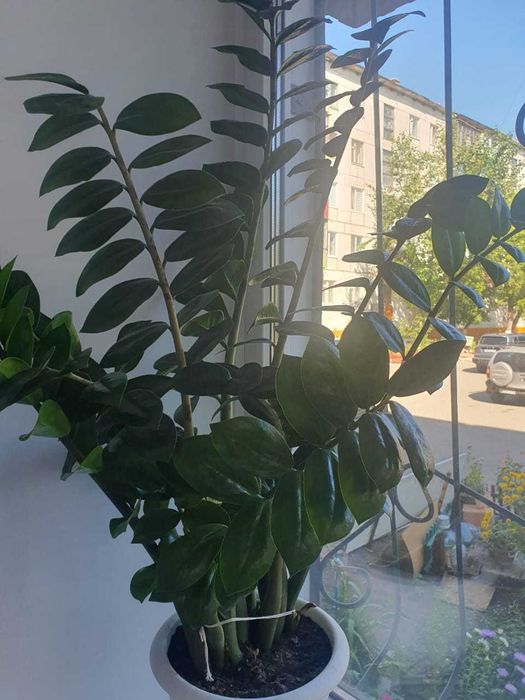 Шикарный Замиокулькас (Долларовое дерево) для дома и офиса