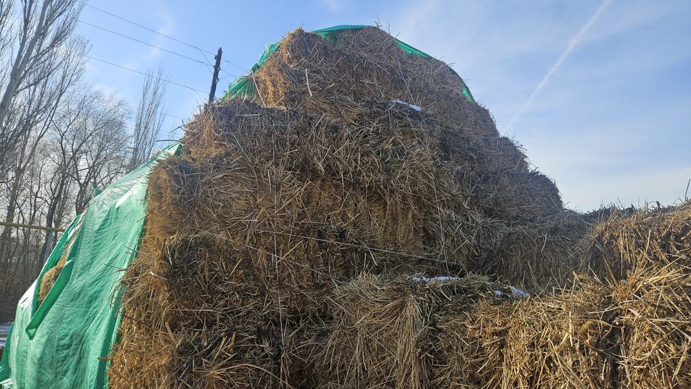 Продам сено люцерню в тюках