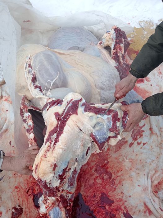 Соғым сатылады дайын