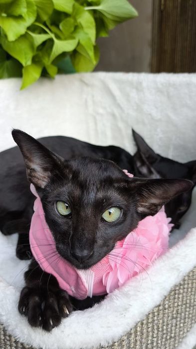 ОРИЕНТАЛЫ . Котята, Питомник