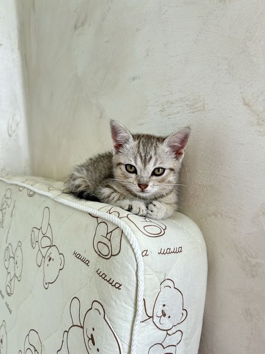 Продается котенок сладкий маленький мальчик британец