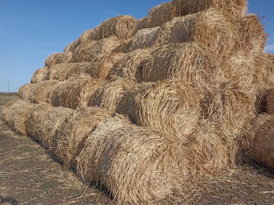 Продам сено ( Суданка )