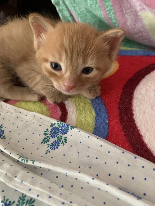 Котята 8 недель рыженькие.