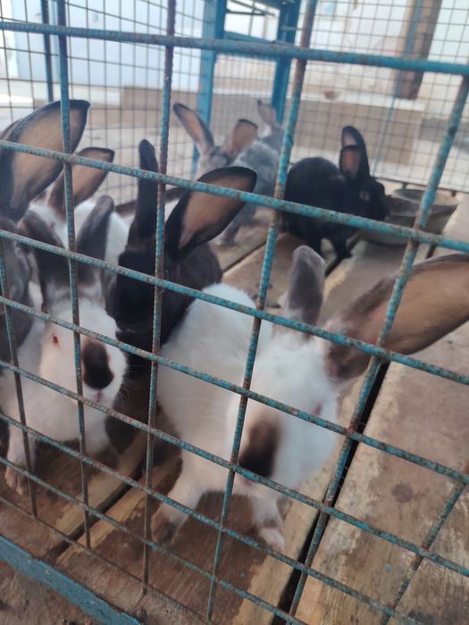 Домашний кролики