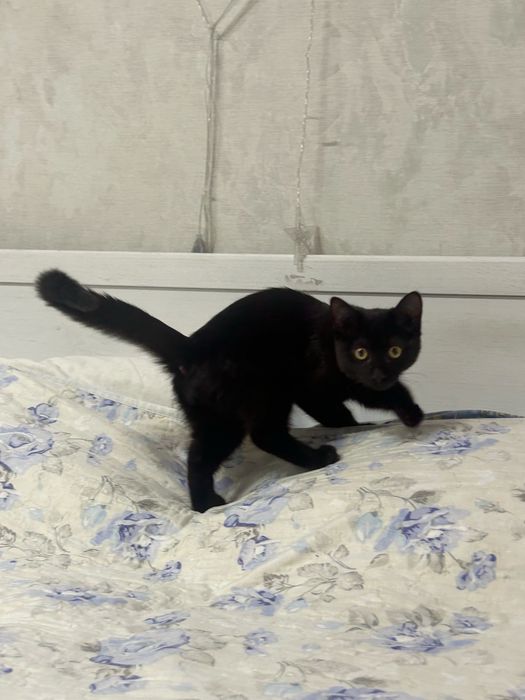 отдаю котика бесплатно в хорошие руки