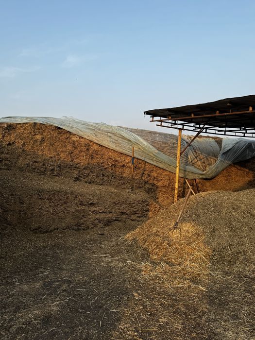 Маккажухори силиус!!!