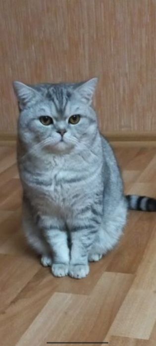 Британ. У́гил бола.