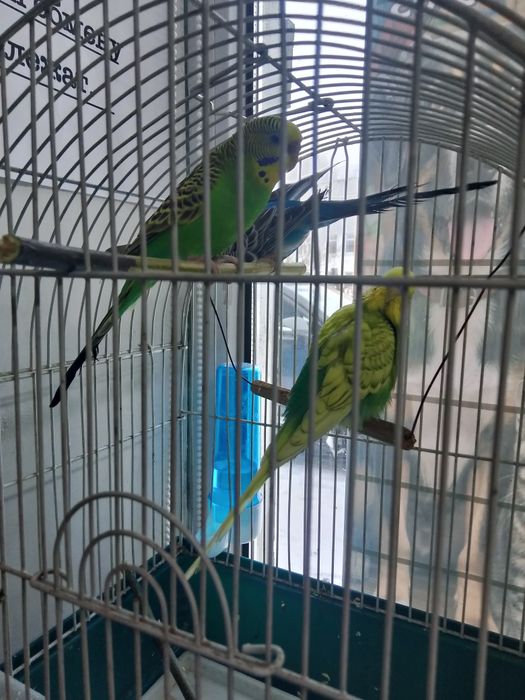 Продам попугаев  булаево