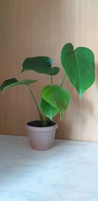 Сансевьера большой цветок