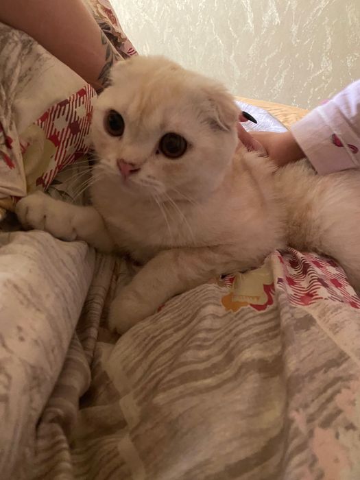 Вязка  веслоухого кота