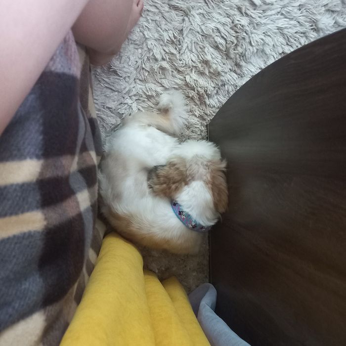 Продаётся: Очаровательная милашка - собачка