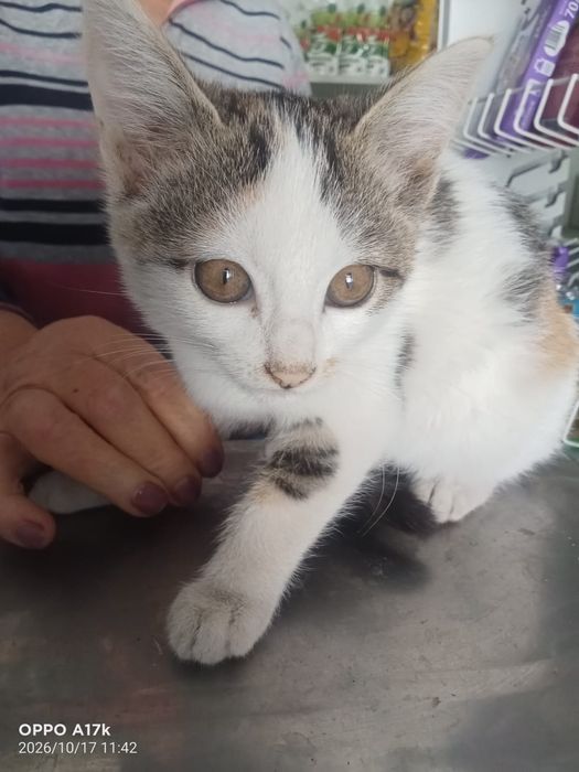 Отдам котят в хорошие руки
