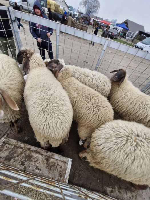 Miei,noatini de rotisor