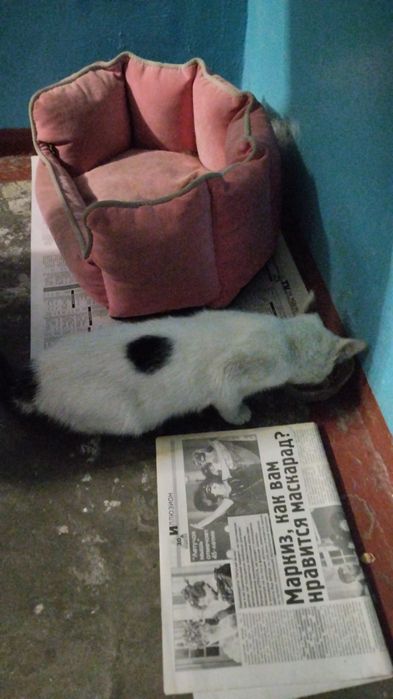 Котенка в добрые руки
