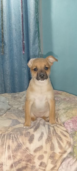 продам щенка той терьер