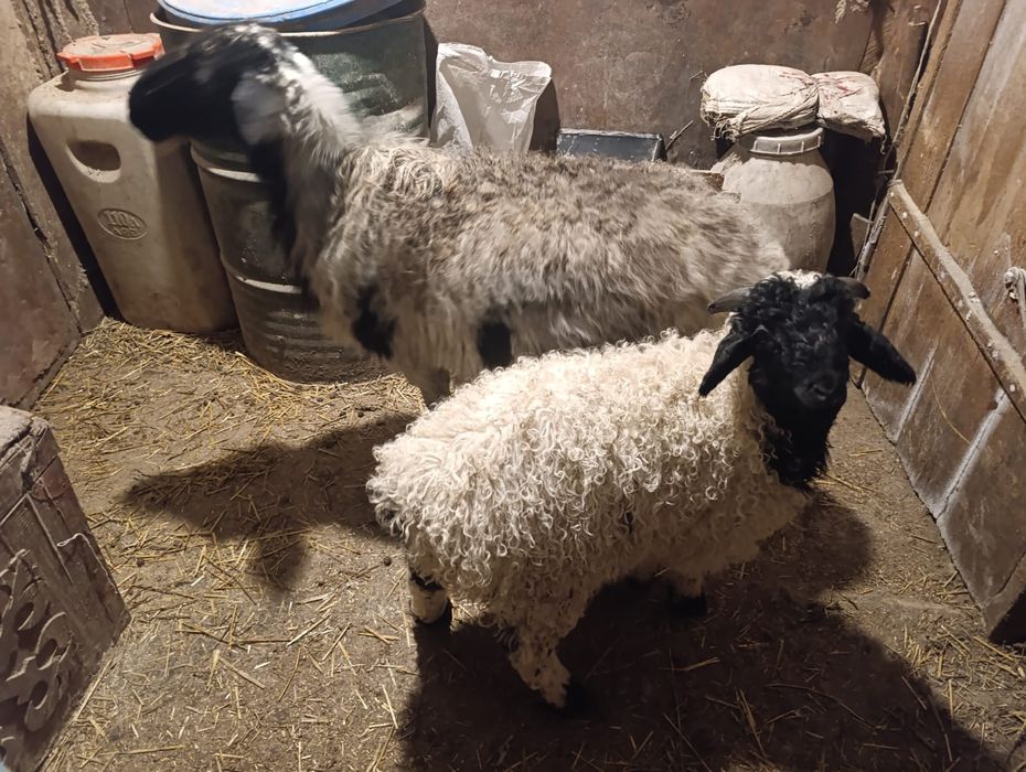 Продаются  3 месячные баранчики   .молодые. курдючные