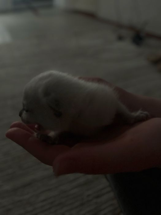 Котятя девочка и мальчик