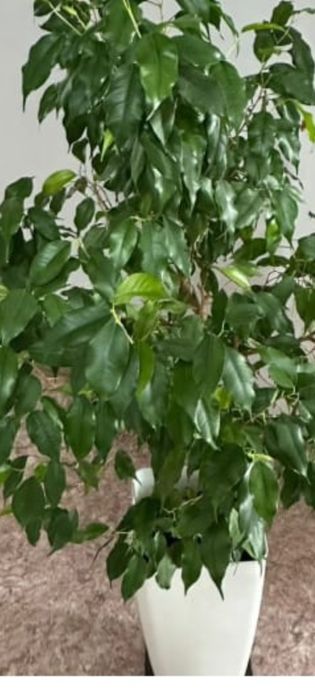 Продам живые цветы