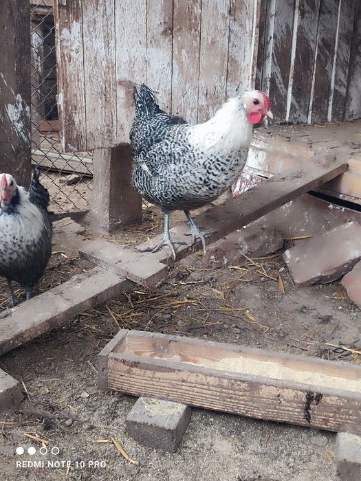 Разплодни яйца от Вествалска кокошка