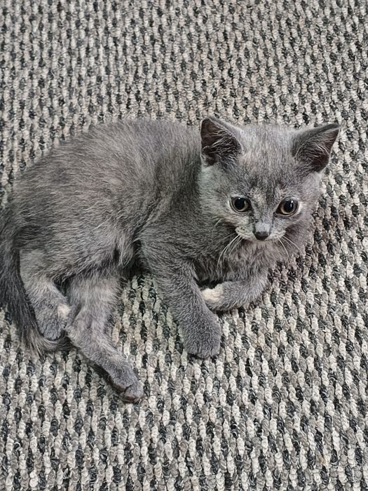 Отдам котёнка  даром