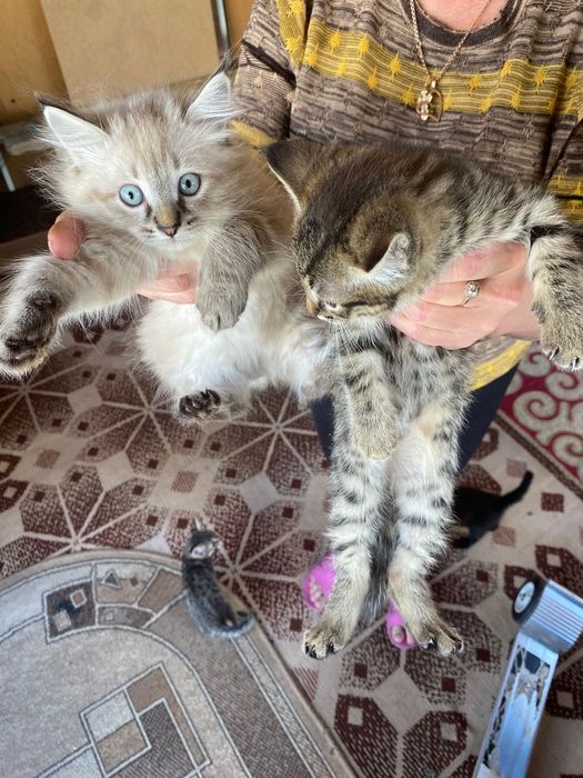 Отдам котят в хорошие руки