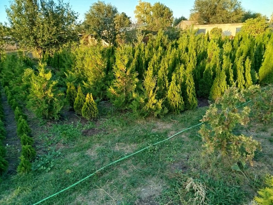 Продам туй смарагд и голден глоб
