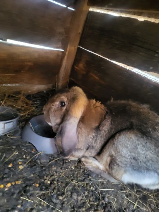 Vând toți iepurii  de se văd în poză