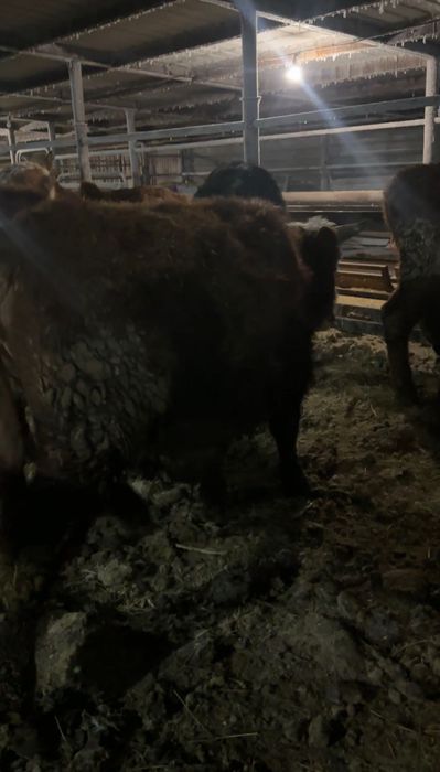 Бычки 11 голов на откорме