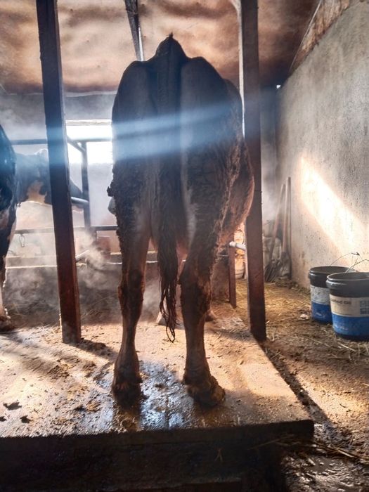 Все  доятся все стельные