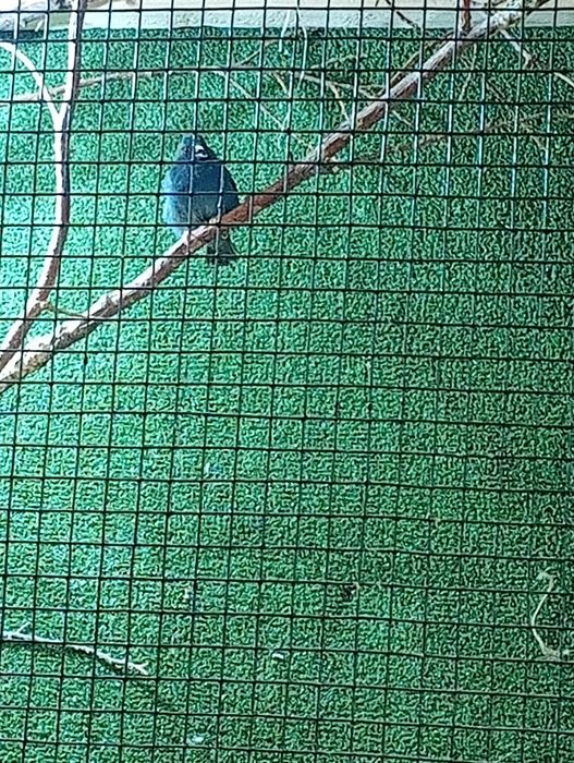 Forbes finch pereche 2025