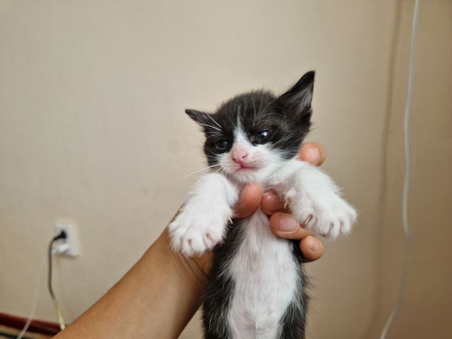 Марғаулар, котёнки
