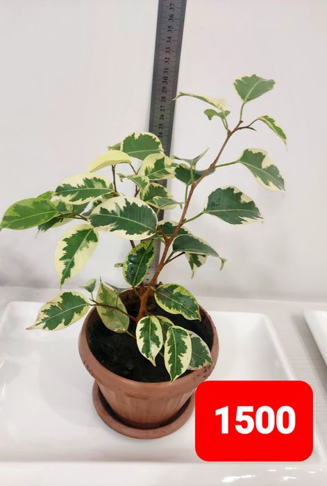 Продам фикус 1500 тенге