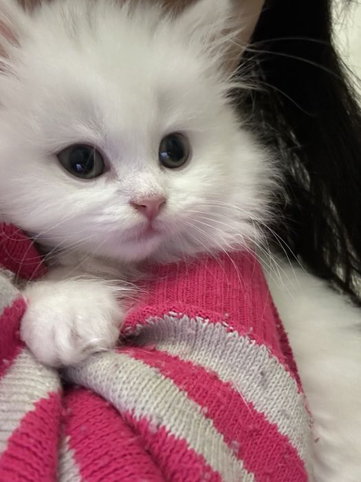 Скотч фолд шотланский