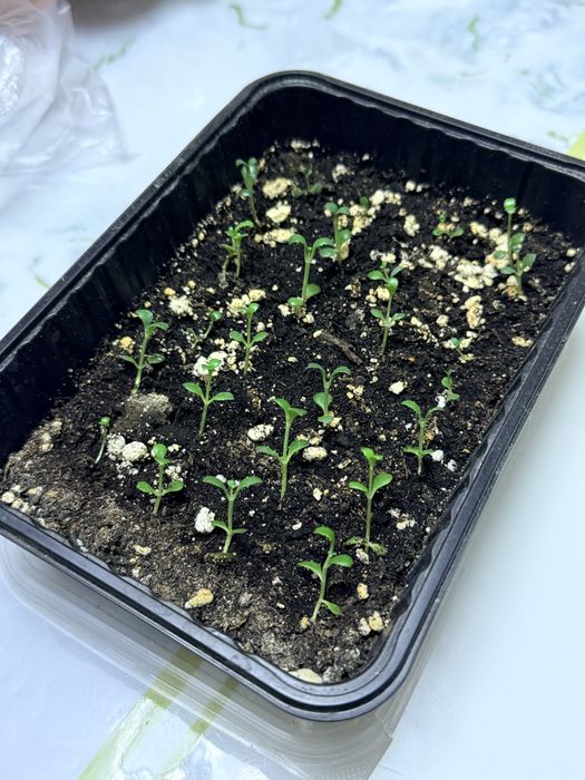 Продам каланхоэ 26отростков