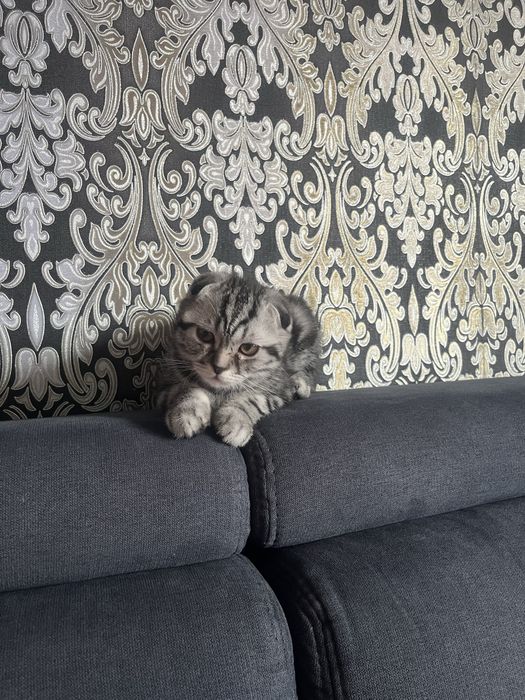 Продам котенка породистого