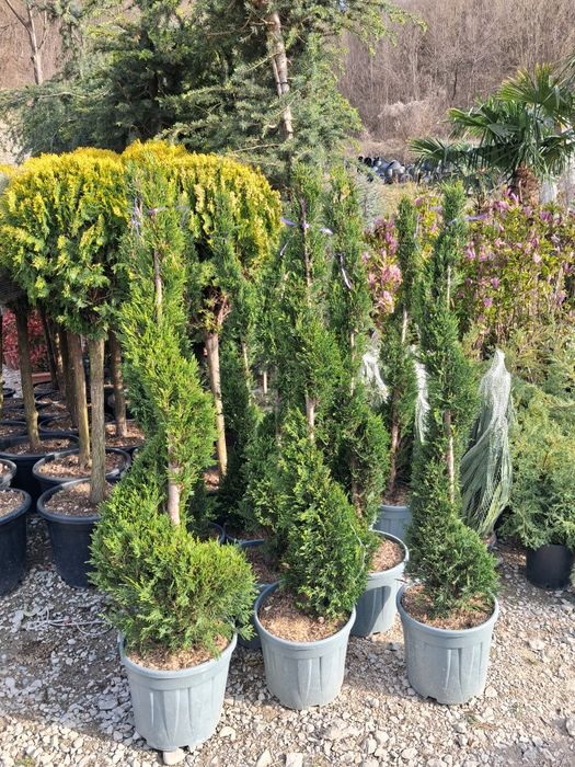 Vindem plante ornamentale preț bun transport gratuit ne deplasam în toată țara