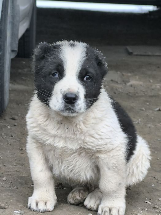 Щенки казахского тобета