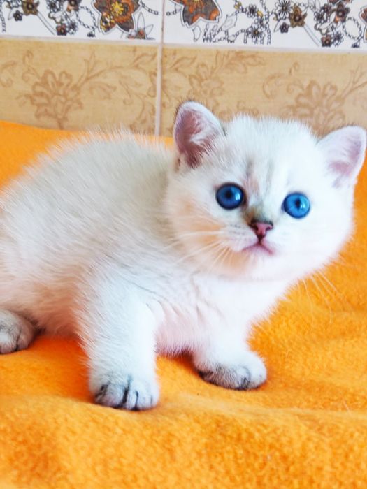 British shorthair NY  11 33  cu pedigree.