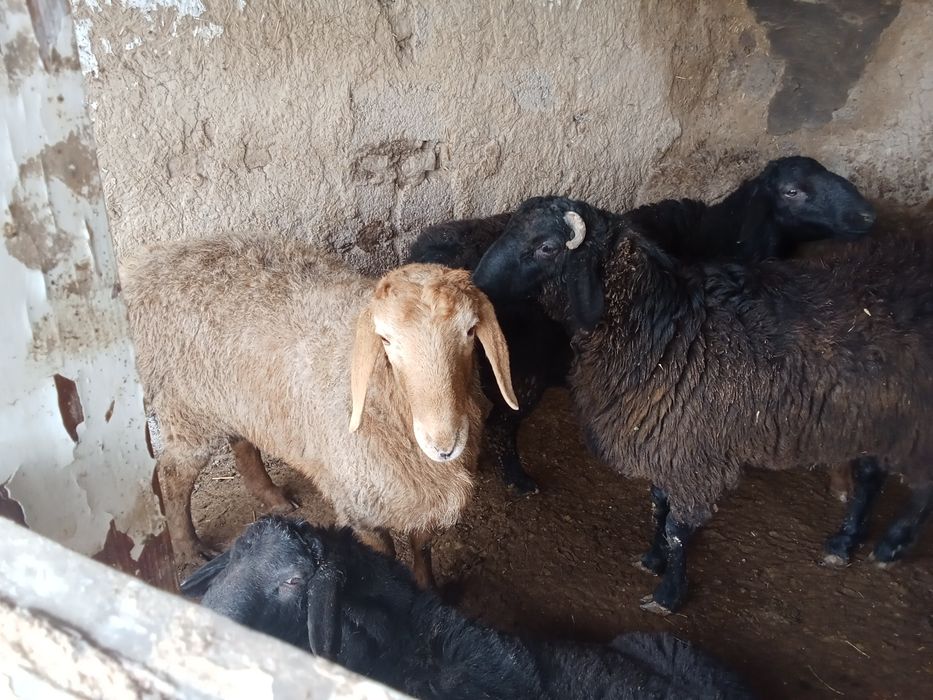 Qo'ylar sotiladi