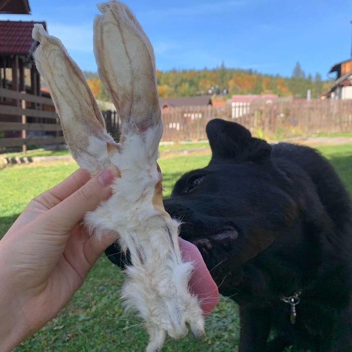 Gustari AufPet Ureche de Iepure deshidratate natural