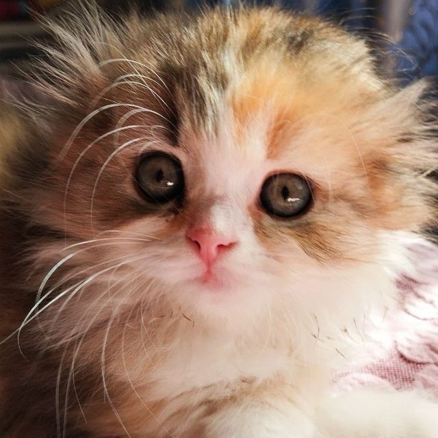 Шотландские вислоухие котята, милые плюшевые малыши