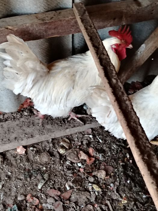 Қораздар сатылады