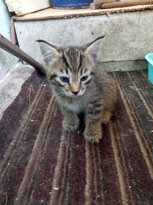 Котята в хорошие руки