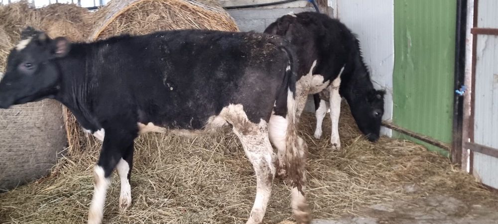 Taurasi si Vitele de crescut