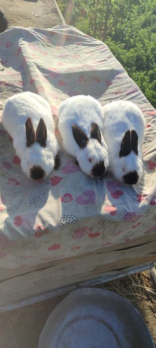 Kaliformiya quyoni sotiladi