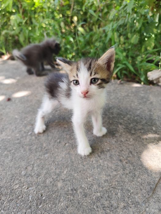 Котята бесплатно