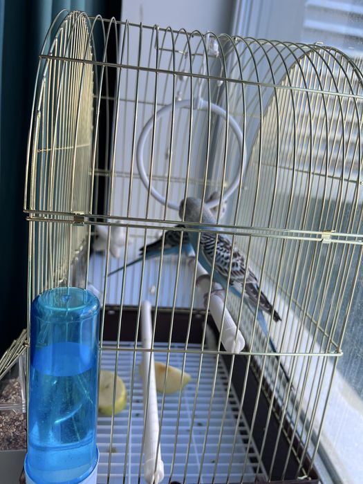 Продается папугай вместе с клеткой.